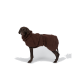 Brauner Hund in dunkelbraunem Sherpa-Fleece-Mantel mit Schnallenriemen, vor weißem Studiohintergrund.