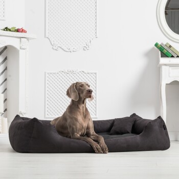 Ein grauer Weimaraner sitzt elegant auf einem plüschigen schwarzen Haustierbett in einem hellen, modernen Raum mit weißen Wänden und dekorativen Elementen.
