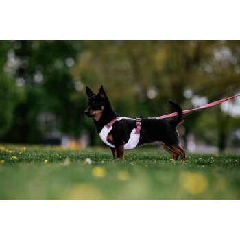 Ein kleiner schwarzer Hund mit braunen Akzenten steht auf Gras und trägt ein weißes Geschirr mit rosa Riemen und einer passenden Leine.
