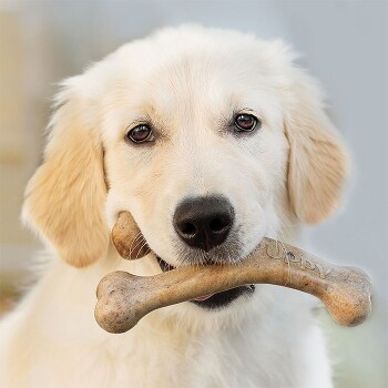 Puppy Wishbone Durable Dog Chew Toy with real bacon M