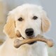 Puppy Wishbone Durable Dog Chew Toy with real bacon M