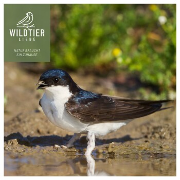 Ein kleiner Vogel mit einem glänzenden blau-schwarzen Kopf und weißen Unterseiten steht auf nassem Boden zwischen Grünpflanzen, mit dem Text: "WILDTIER LIEBE."
