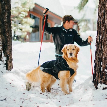 Ein Golden Retriever, der eine schwarze Jacke trägt, steht im Schnee und schaut zu einer Person, die Skistöcke in einem verschneiten Wald hält.