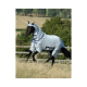 Ein schwarzes Pferd, das mit einer hellgrauen Fliegendecke mit Kapuze durch ein grasbewachsenes Feld läuft, umgeben von Bäumen und einem Holzzaun.