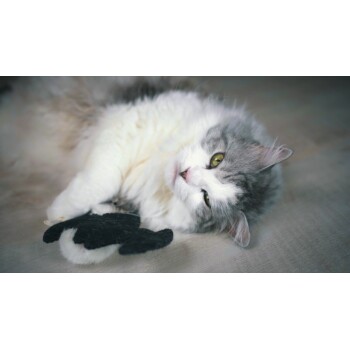 Eine flauschige grau-weiße Katze liegt auf der Seite, hält spielerisch ein kleines schwarzes Spielzeug in ihren Pfoten, mit leuchtend grünen Augen, die in die Kamera schauen.