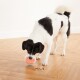Ein schwarz-weißer Hund interagiert neugierig mit einem bunten Leckerli-spendenden Spielzeug auf einem Holzboden, mit verstreutem Hundefutter in der Nähe.
