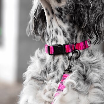 Eine Nahaufnahme des Hundehalses mit einem lebhaften rosa Halsband mit schwarzem Verschluss und einer passenden Leine.