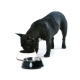 Ein schwarzer Französischer Bulldogge frisst aus einer weißen und silbernen Futterschüssel, mit einer schwarzen Schüssel in der Nähe, vor einem weißen Hintergrund.