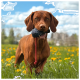 Brauner Hund steht auf einem Feld mit gelben Blumen und hält ein schwarz-rotes Spielzeug im Maul unter blauem Himmel.
