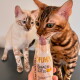 Zwei Bengalkatzen, eine leckt eine Flasche mit der Aufschrift „HUHN DER SNACK FÜR JEDE KATZE“, die von einer Hand gehalten wird.