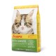 Nahaufnahme des Gesichts eines Kätzchens auf einem Sack Josera Grainfree Katzenfutter, das "Getreidefrei", "Optimales Wachstum" und "Anti-Haarball" betont.