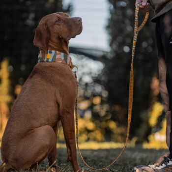 Brauner, Vizsla-artiger Hund sitzt im Freien, trägt ein gemustertes Tarnhalsband und eine passende Leine, die von einer Person in Sneakern gehalten wird.