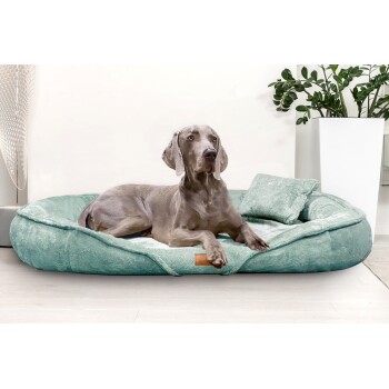 Ein grauer Weimaraner Hund, der auf einem weichen, türkisfarbenen Haustierbett mit einem kleinen passenden Kissen entspannt, vor einer hellen Wand und Grünpflanzen.
