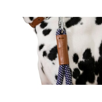 Nahaufnahme eines Dalmatiners mit braunem Lederhalsband und angehängter blau-weiß geflochtener Leine.