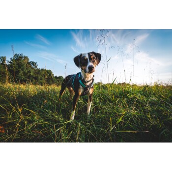 Ein neugieriger Hund mit schwarz-weißer Fellfarbe steht auf einer grasbewachsenen Fläche, trägt ein blaues Geschirr und steht unter einem klaren blauen Himmel.