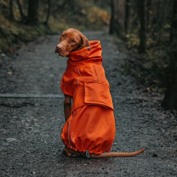 Ein Hund, der einen leuchtend orangefarbenen Regenmantel trägt, sitzt auf einem Schotterweg, umgeben von Bäumen, und zeigt sein stilvolles und funktionales Design.