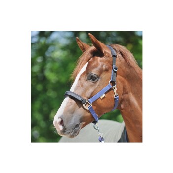 Eine Nahaufnahme eines braunen Pferdes, das eine blaue und schwarze Halfter trägt, mit einem grünen verschwommenen Hintergrund.