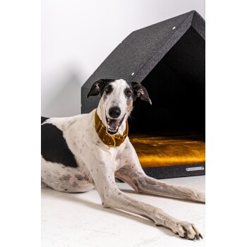 Ein schlanker schwarz-weißer Hund mit einem gelben Halsband liegt vor einem modernen, dunklen Haustierhaus mit goldenem Innenraum.