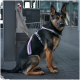 Deutscher Schäferhund trägt ein hellviolettes Geschirr und sitzt auf gefliestem Boden in einer städtischen Umgebung.