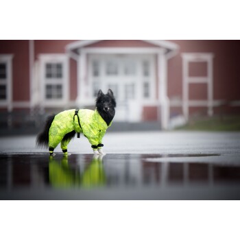 Ein kleiner schwarzer Hund in einem leuchtend grünen Regenmantel steht auf einer nassen Oberfläche, die sein Bild reflektiert, mit einem verschwommenen Gebäude im Hintergrund.