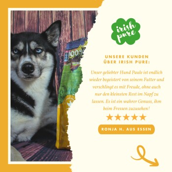 Eine Nahaufnahme einer Hundepfote neben einer Tüte Hundefutter mit der Aufschrift '100% Irish Pure.' Der Text hebt eine Kundenbewertung hervor, die das Produkt lobt.