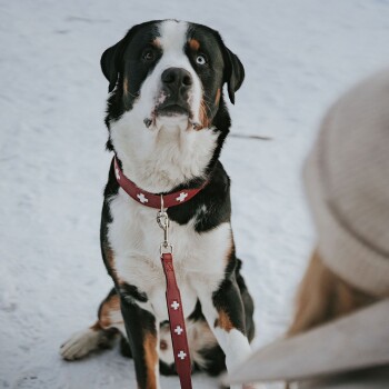 Ein großer schwarz-brauner Hund mit auffälligen blauen Augen sitzt im Schnee, trägt ein rotes Halsband und eine Leine, die mit weißen Kreuzen verziert ist.