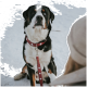 Ein großer schwarz-brauner Hund mit auffälligen blauen Augen sitzt im Schnee, trägt ein rotes Halsband und eine Leine, die mit weißen Kreuzen verziert ist.