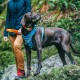 Ein brauner Hund mit einem blauen Geschirr steht auf einem Felsen im Wald, während eine Person eine orangefarbene Leine in der Nähe hält.