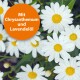 Weiße Gänseblümchen mit gelben Mittelpunkten füllen das Bild, mit einem orangefarbenen Kreis mit dem Text "Mit Chrysanthemum und Lavendelöl."