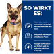 Deutscher Schäferhund mit blauem Halsband neben Text über die ActivBiome+-Technologie, die das Mikrobiom von Haustieren nährt.