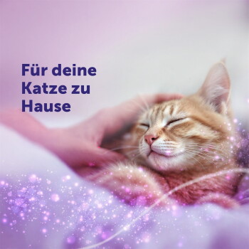 Schlafende rote Katze wird gestreichelt, deutscher Text 'Für deine Katze zu Hause' und rosa Funkeln.