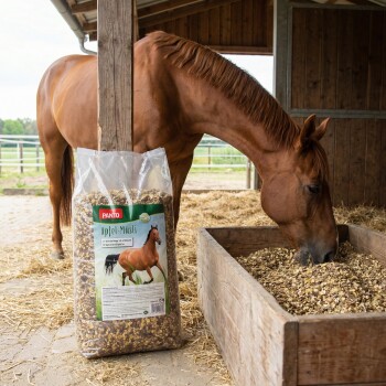 Ein braunes Pferd mit einer weißen Blässe frisst aus einer weißen Schüssel auf dem Boden, neben einem Sack PANTO Apfel-Müsli Pferdefutter.
