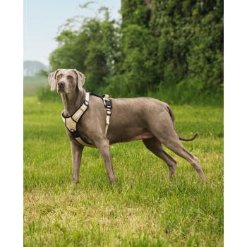 Ein grauer Weimaraner-Hund, der ein beiges und schwarzes Geschirr trägt, steht auf einer grasbewachsenen Fläche und schaut aufmerksam zur Seite.