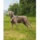 Ein grauer Weimaraner-Hund, der ein beiges und schwarzes Geschirr trägt, steht auf einer grasbewachsenen Fläche und schaut aufmerksam zur Seite.