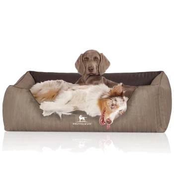 Ein gemütliches Hundebett in neutralem Farbton mit einem verspielten Australian Shepherd, der bequem liegt, mit dem Markennamen "KNUFFELWUFF."