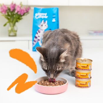 Un chat gris mange dans un bol rose rempli de nourriture pour chats, avec trois boîtes de nourriture pour chats "Edgard & Cooper Poulet" et un sac bleu en arrière-plan.