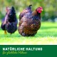 Ein bunt geschecktes Huhn läuft auf grünem Gras, mit einem anderen Huhn unscharf im Hintergrund. Der Text darunter sagt "NATÜRLICHE HALTUNG für glückliche Hühner."