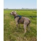 Ein grauer Weimaraner-Hund, der ein blaues Geschirr trägt, steht auf grünem Gras und schaut zur Seite mit einem glücklichen Ausdruck.