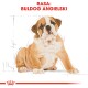 Ilustracja szczeniaka buldoga z jasnobrązowym futrem, siedzącego na białym tle, oznaczona 'RASA: BULDOG ANGIELSKI.'