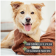 Eine Person in einem gemütlichen braunen Pullover hält einen kleinen Hund, mit Textüberlagerung, die "Professionelle Fellpflege" und "Für glückliche Haustiere" liest.