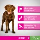 Pewny siebie brązowy labrador retriever z tekstem: "Zdrowe mięśnie," "Mobilność stawów," "Wsparcie witalności," i "dorosły 1+ >10kg."