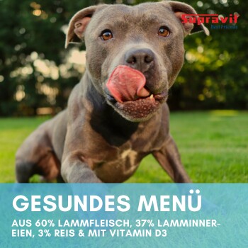 Eine Edelstahlschüssel für Hunde auf einem Holzboden, mit einem verschwommenen Hund dahinter. Der Text empfiehlt, Hunden täglich 4% ihres Körpergewichts zu füttern.