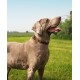 Ein glücklicher grauer Weimaraner-Hund steht auf einem grünen Feld, trägt ein braunes Halsband, mit offenem Mund und herausgestreckter Zunge.