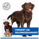 Brauner Labrador neben einem Hill's Science Plan Sack; blauer Banner mit der Aufschrift „FÖRDERT DIE GELENKGESUNDHEIT“
