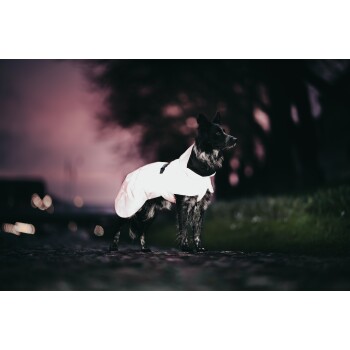 Ein schwarzer und grauer Hund, der einen stilvollen weißen Regenmantel trägt, steht auf einem Kopfsteinpflasterweg, mit einem verschwommenen rosa und lila Sonnenuntergang im Hintergrund.