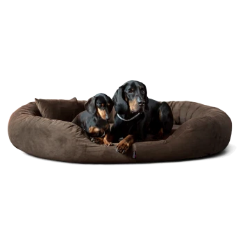 Zwei schwarz-braune Dackel liegen auf großem braunem Plüsch-Hundebett mit kleinem Kissen.