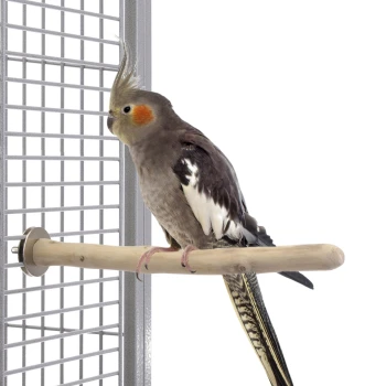 Ein Nymphensittich sitzt auf einem Holzstift in einem Vogelkäfig, mit grauem Körper, orangefarbigen Wangenflecken und einer markanten Haube.