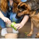 Eine Frau mit langen Haaren öffnet eine grüne Dose Hundefutter, während ein Deutscher Schäferhund gespannt zuschaut, neben einer beigen Hundenapf mit der Aufschrift "DOG."