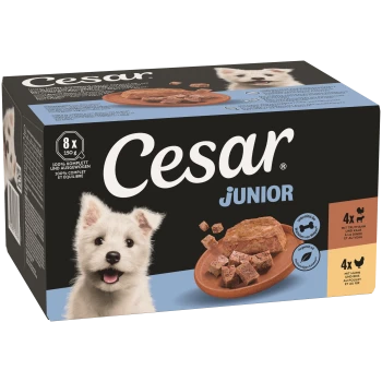 Cesar Junior Hundefutter 8×150 g Mehrfachpack in schwarzer Box mit Welpenfoto und Teller mit gewürfeltem Nassfutter, Beschriftung 'Cesar' und 'junior'.