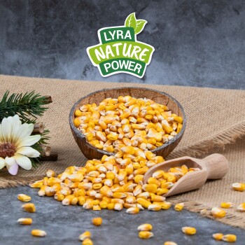 Eine hölzerne Schüssel, gefüllt mit gelben Maiskörnern, liegt auf einem Bett aus glatten Steinen, umgeben von lebhaft grünen und roten Sukkulenten.